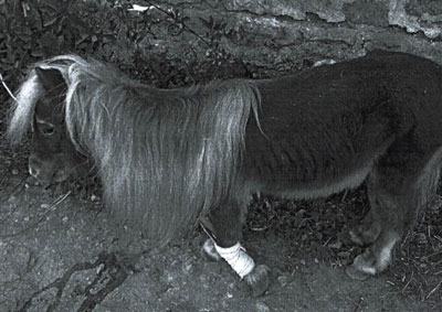 Detenido por abandonar a su suerte a un poni atndolo a un rbol sin comida y con una pata lesionada