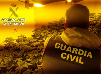 Noticia de Almera 24h: La Guardia Civil incauta ms de 200 plantas de marihuana y detiene a dos personas por un delito contra la salud pblica