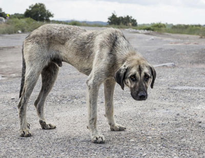 Noticia de Almería 24h: Aprobada la contratación del servicio de recogida y transporte de animales abandonados, vagabundos y perdidos en El Ejido 
