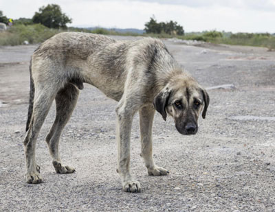 Noticia de Almera 24h: Aprobada la contratacin del servicio de recogida y transporte de animales abandonados, vagabundos y perdidos en El Ejido 