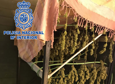 Noticia de Almería 24h: Localizan 266 plantas de marihuana en una nave del polígono industrial San Rafael