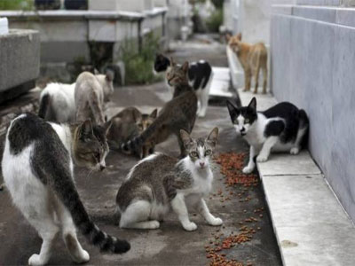 Noticia de Almera 24h: La nueva Ordenanza contempla para los gatos callejeros el mtodo CES (Captura-Esterilizacin-Suelta)
