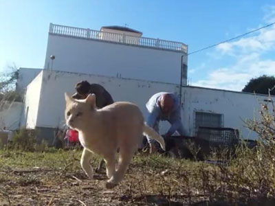 Sentido animal ha castrado 142 gatos en cuatro das