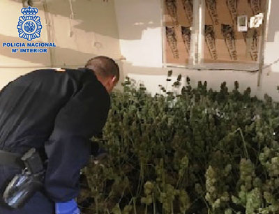 Desmantelado en El Ejido un punto de cultivo acelerado y distribución de marihuana en una vivienda
