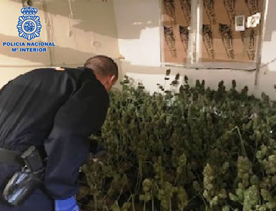 Noticia de Almera 24h: Desmantelado en El Ejido un punto de cultivo acelerado y distribucin de marihuana en una vivienda