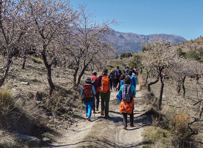 Abla da a conocer a ms de sesenta senderistas sus paisajes de almendro en flor 