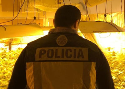 Noticia de Almería 24h: Incautadas 403 plantas de marihuana en una vivienda de El Ejido