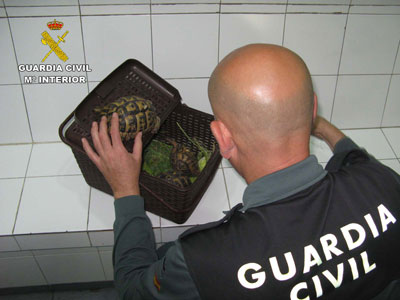 La Guardia Civil localiza una tortuga mora TESTUDO GRAECA en el desembarco procedente del Norte de África