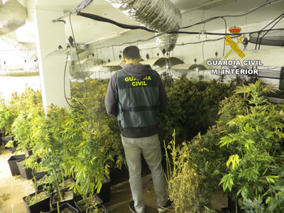 Noticia de Almería 24h: Encuentran casi 500 plantas de marihuana a diez metros de un centro escolar