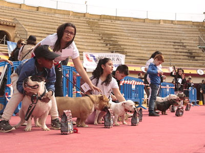 Noticia de Almería 24h: La Feria Canina Ciudad de Vera, epicentro del mundo de la mascota durante el fin de semana