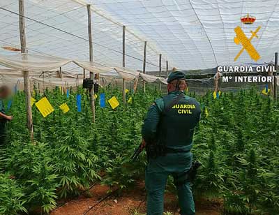 Noticia de Almería 24h: La Guardia Civil localiza una plantación con 4000 plantas de marihuana en cuatro invernaderos de El Ejido 