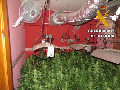 Noticia de Almería 24h: Dos detenidos tenían 212 plantas de marihuana en una plantación indoor en Roquetas