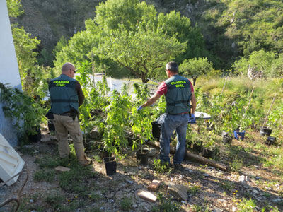 Noticia de Almera 24h: La Guardia Civil se incauta de 120 plantas de marihuana y detiene a una persona 