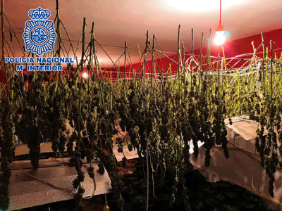 La Policía Nacional incauta 346 plantas de marihuana en una vivienda de Almería
