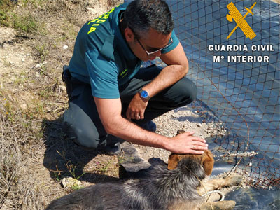 La Guardia Civil rescata a un Pastor Alemn atrapado en el interior de una balsa de riego en  Tabernas