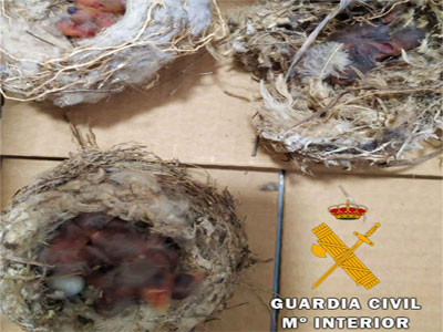 Noticia de Almería 24h: Investigan a 4 personas por delitos contra la flora y fauna al robar nidos de fringílidas