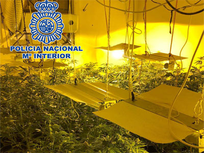Noticia de Almería 24h: La Policía Nacional incauta 239 plantas de marihuana en un cortijo de Almería
