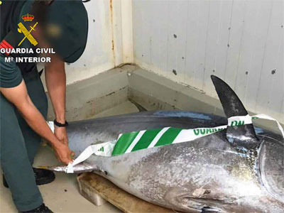 Noticia de Almería 24h: Descubren casi dos toneladas de atún rojo ilegal en la operación Tarannuta con 9 detenidos y 3 investigados