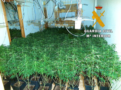 La Guardia Civil localiza 800 plantas de marihuana en dos operaciones distintas y neutraliza 13 enganches ilegales a la red  