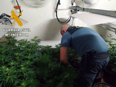 Noticia de Almería 24h: La Guardia Civil detiene a una persona y localiza una plantación con 200 plantas de marihuana en un cortijo en Senés  