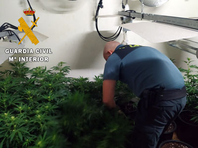 Noticia de Almera 24h: La Guardia Civil detiene a una persona y localiza una plantacin con 200 plantas de marihuana en un cortijo en Sens  