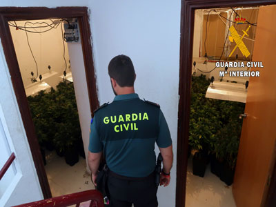 Noticia de Almería 24h: La Guardia Civil culmina una extensa investigación que finaliza con cuatro detenidos y 757 plantas de marihuana intervenidas en Gádor  