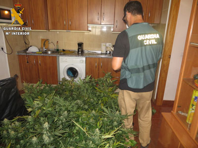 Noticia de Almera 24h: Detenido con 242 plantas de marihuana repartidas en dos habitaciones