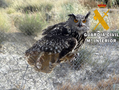 Noticia de Almera 24h: La Guardia Civil rescata un Bho Real que tena una de sus alas atrapada entre una alambrada en un barrio de Albox