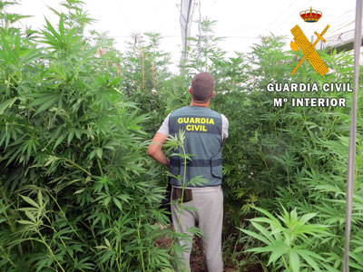 La Guardia Civil de Almería localiza la mayor plantación invernada de marihuana en lo que va de año con 5300 plantas  