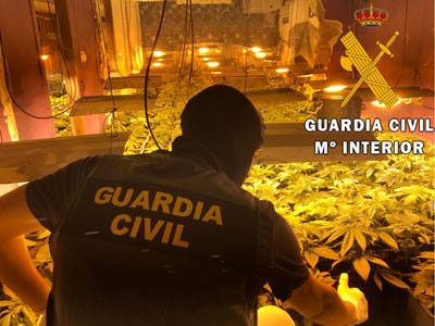 Noticia de Almería 24h: Un detenido por cultivar marihuana en un Pub de Roquetas de Mar