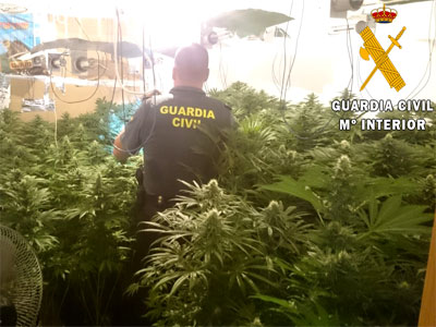 Noticia de Almería 24h: La Guardia Civil desmátela las plantaciones de marihuana de 6 viviendas de un mismo edificio en Roquetas de Mar 