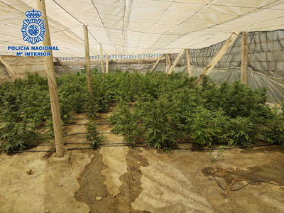 Incautan 270 plantas de marihuana en un invernadero de El Ejido protegidas por un perro de presa