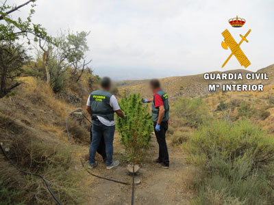 Noticia de Almería 24h: La Guardia Civil detiene a una persona que cultivaba marihuana en una zona de acampada del municipio de Lúcar 