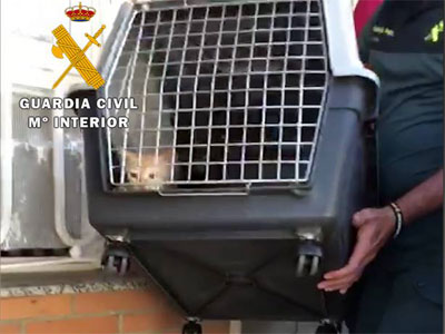 Suben un video a las redes sociales maltratando a dos gatitos que la Guardia Civil rescata