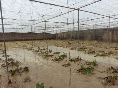 El fuerte temporal de lluvias en Almera causa graves daos en la agricultura 