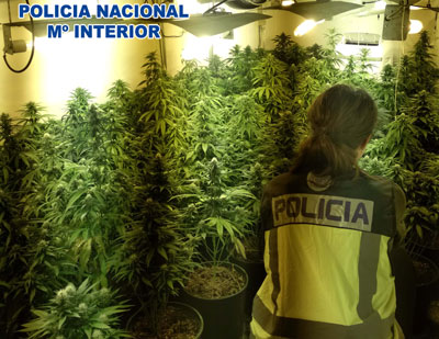 Noticia de Almería 24h: Incautadas 124 plantas de marihuana en una vivienda de Almería