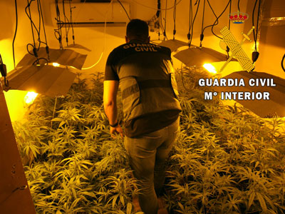 La Guardia Civil de Almera detiene a dos personas y localiza 295 plantas de marihuana y  una escopeta cargada en La Mojonera 