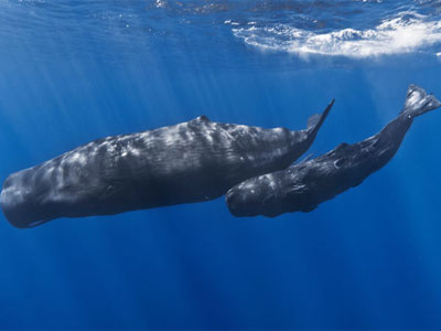 Noticia de Almería 24h: Ecologistas en Acción Almería: Las maniobras militares navales en el sur de España ponen en riesgo la conservación de cetáceos