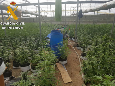 Noticia de Almera 24h: La Guardia Civil localiza un invernadero con ms de 2.300 plantas de Marihuana y detiene a 2 personas In situ