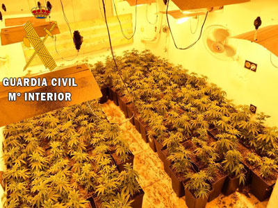 Noticia de Almería 24h: La Guardia Civil localiza 107 plantas de Marihuana en un cultivo indoor en Roquetas de Mar
