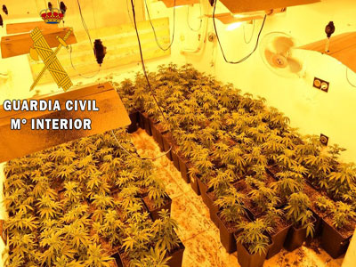 Noticia de Almera 24h: La Guardia Civil localiza 107 plantas de Marihuana en un cultivo indoor en Roquetas de Mar