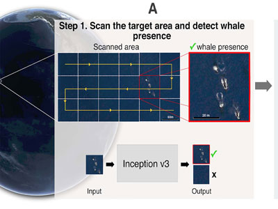 La Universidad crea un novedoso mtodo de contar ballenas en los ocanos para protegerlas mejor