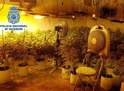 La Policía Nacional desarticula un clan familiar de narcotraficantes y desmantela un invernadero indoor de marihuana en el Puche