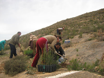 El Ayuntamiento de Berja organiza una reforestacin ciudadana para el sbado 17 de noviembre