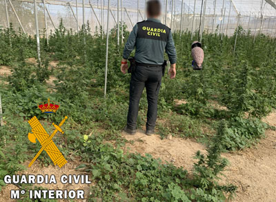 Noticia de Almería 24h: Localizan cerca de 2000 plantas de marihuana en una explotación agrícola y ganadera de Illar