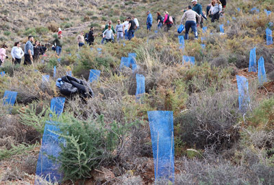Noticia de Almería 24h: Éxito de la reforestación ciudadana en Berja con más de 300 árboles plantados