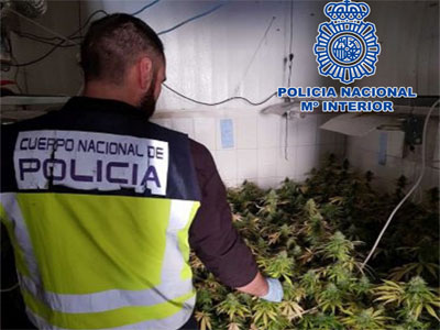 Noticia de Almería 24h: La Policía Nacional destapa una plantación de marihuana con  423 plantas en fase de crecimiento