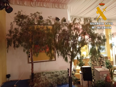 Corta tres árboles en una calle de Benahadux para decorar un salón de bodas que su empresa debía embellecer
