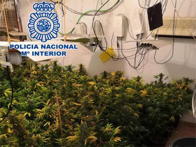 Noticia de Almería 24h: La Policía Nacional desmantela una nueva plantación de marihuana y detiene al responsable