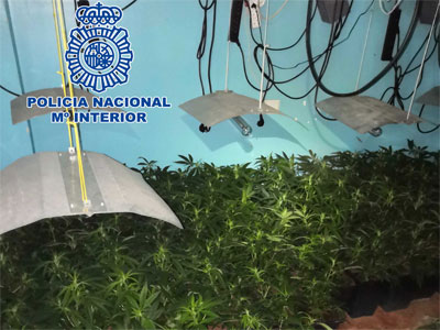 Noticia de Almera 24h: Cultivaban marihuana en la misma vivienda donde convivan con sus tres hijos menores de edad